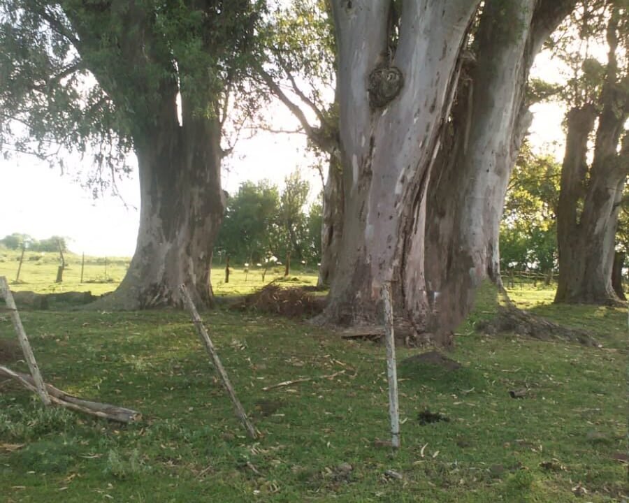 WhatsApp Image 2025-08-20 at 6.45.01 PM